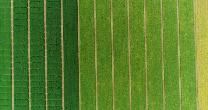 Aerial flying over fields with straw bales at harvesting time. Soybean, sunflowers and maize or corn. 4K.