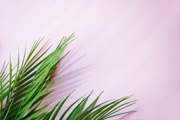 Palm branches on a pink background. Horizontal orientation, copy space, top view.