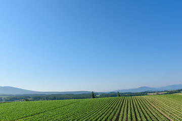 Fototapeta na wymiar 夏の晴れた日の美瑛の丘と畑一面に咲いたジャガイモの花 北海道美瑛町