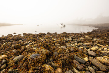 foggy foreshore maine - Powered by Adobe