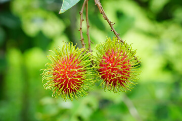 fresh rambutans on the tree