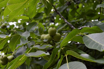 green walnuts on a tree