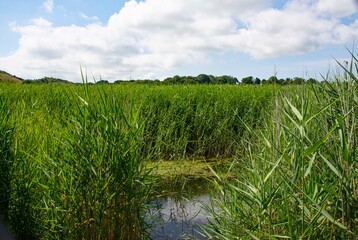 Summer time  Goodwick and  Fishguard  moor 