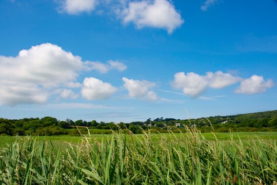 Summer time  Goodwick and  Fishguard  moor 