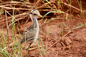 senegalese lapwing chick in the grass