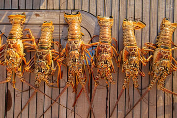 bahamas lobsters