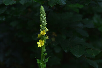 Kleinblütige Königskerze