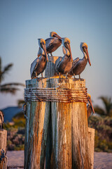 pelican post