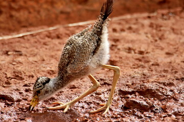 chick of senegalese lapwing
