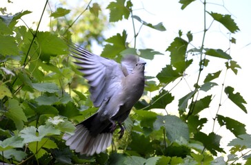 a gray dove with outstretched wings in flight
