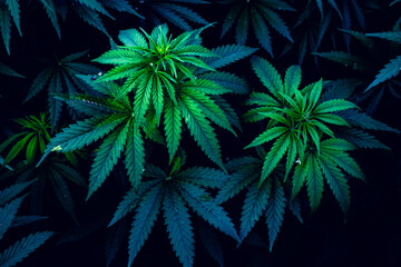 Beautiful marijuana leaves. Background for design. Psychedelic pattern. - obrazy, fototapety, plakaty