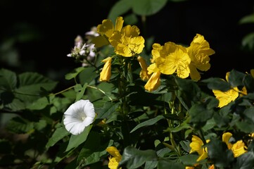 one white flower in yellow flowers