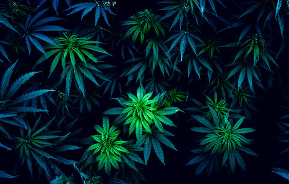 Beautiful marijuana leaves. Background for design. Psychedelic pattern.