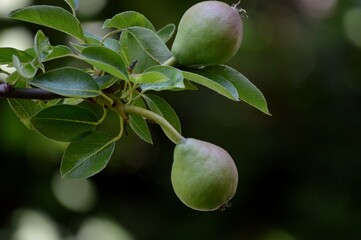 two small green pears on a branch
