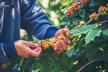 Man Hands harvest coffee bean ripe Red berries plant fresh seed coffee tree growth in green eco organic farm. Close up hands harvest red ripe coffee seed robusta arabica berry harvesting coffee farm - Powered by Adobe