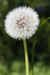 White, fluffy dandelion. Dandelion close-up. Soft focus