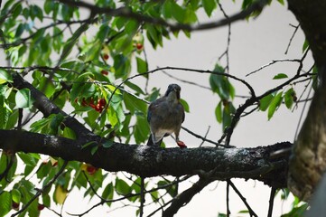 the bird eats a cherry on a branch