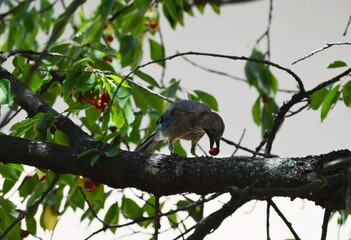 the bird eats a cherry on a branch