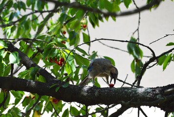 the bird eats a cherry on a branch
