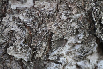 Beautiful background, bark of an old cherry and mulberry tree. A cherry and mulberry bark that can be used for backgrounds in graphic work and computers.