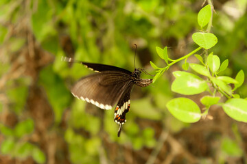 Euploea Core or Common Indian Crow Butterfly. Macro butterflies on green leaves for background and wallpaper.