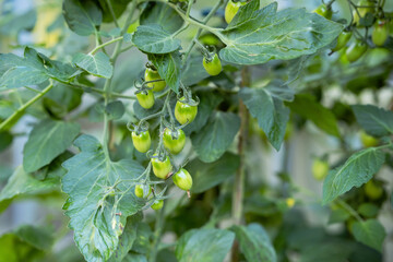 Small green tomatoes ripen in the greenhouse in summer. Growing vegetables, tomato plants.