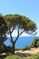 großer mediterraner grüner Baum am Meer