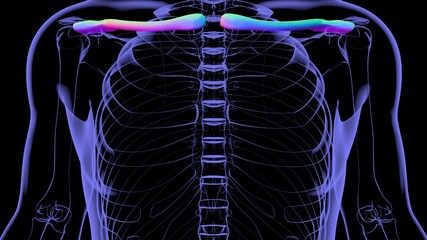 Human skeleton anatomy Clavicle Bones 3D Rendering © mybox