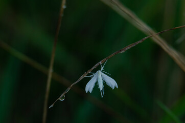 butterfly on a grass