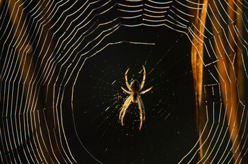spider on the web