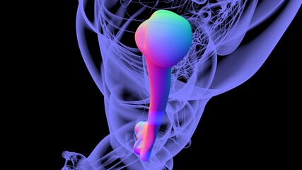 Human skeleton anatomy Humerus Bone 3D Rendering © mybox