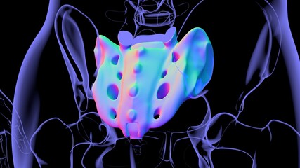 Human skeleton anatomy Sacral Bone 3D Rendering © mybox