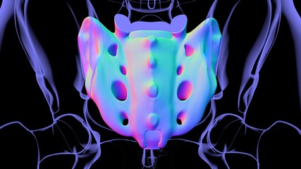 Human skeleton anatomy Sacral Bone 3D Rendering © mybox
