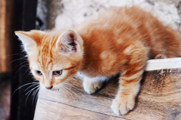 cat on the table