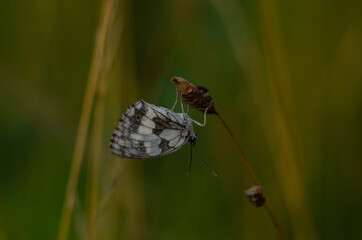 butterfly on a green leaf