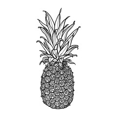 Pineapple. Hand drawn vector illustration.  Sketch in pen and ink. Graphic outline isolated on white background. Exotic tropical fruit. 