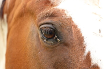 a horse's eye full of flies in summer 