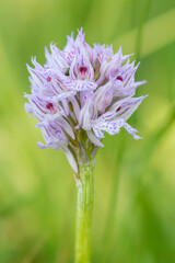 Three-toothed Orchid - Neotinea tridentata, beautiful colored flowering plant from European meadows and woodlands, Czech Republic.