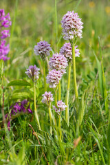 Three-toothed Orchid - Neotinea tridentata, beautiful colored flowering plant from European meadows and woodlands, Czech Republic.