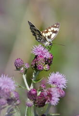 butterfly on flower