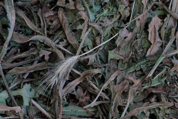 Yellowed, dried leaves that can be used for graphic works