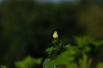 bird in the nest