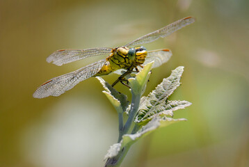 dragonfly on a leaf