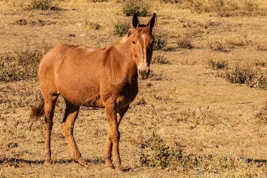 Cavalo, Horse