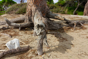 The roots of a pine tree in the beach