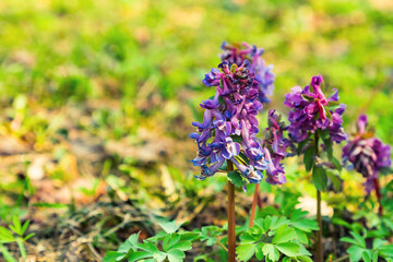 close-up of Corydalis solida fumewort purple flowers on spring blurred natural background. Selective soft focus. Shallow depth of field. Text copy space.