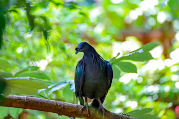 Portrait du pigeon de Nicobar ou Nicobar à camail