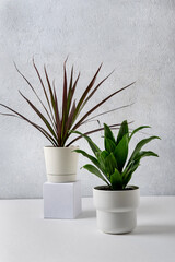 Dracena marginata and Dracaena compacta a potted plants in a white pots on a grey background. Home and garden concept.