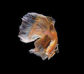 Dumbo ear halfmoon betta fish