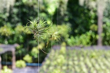 Tillandsia